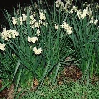 thumbnail for publication: Dietes vegeta African Iris, Butterfly Iris